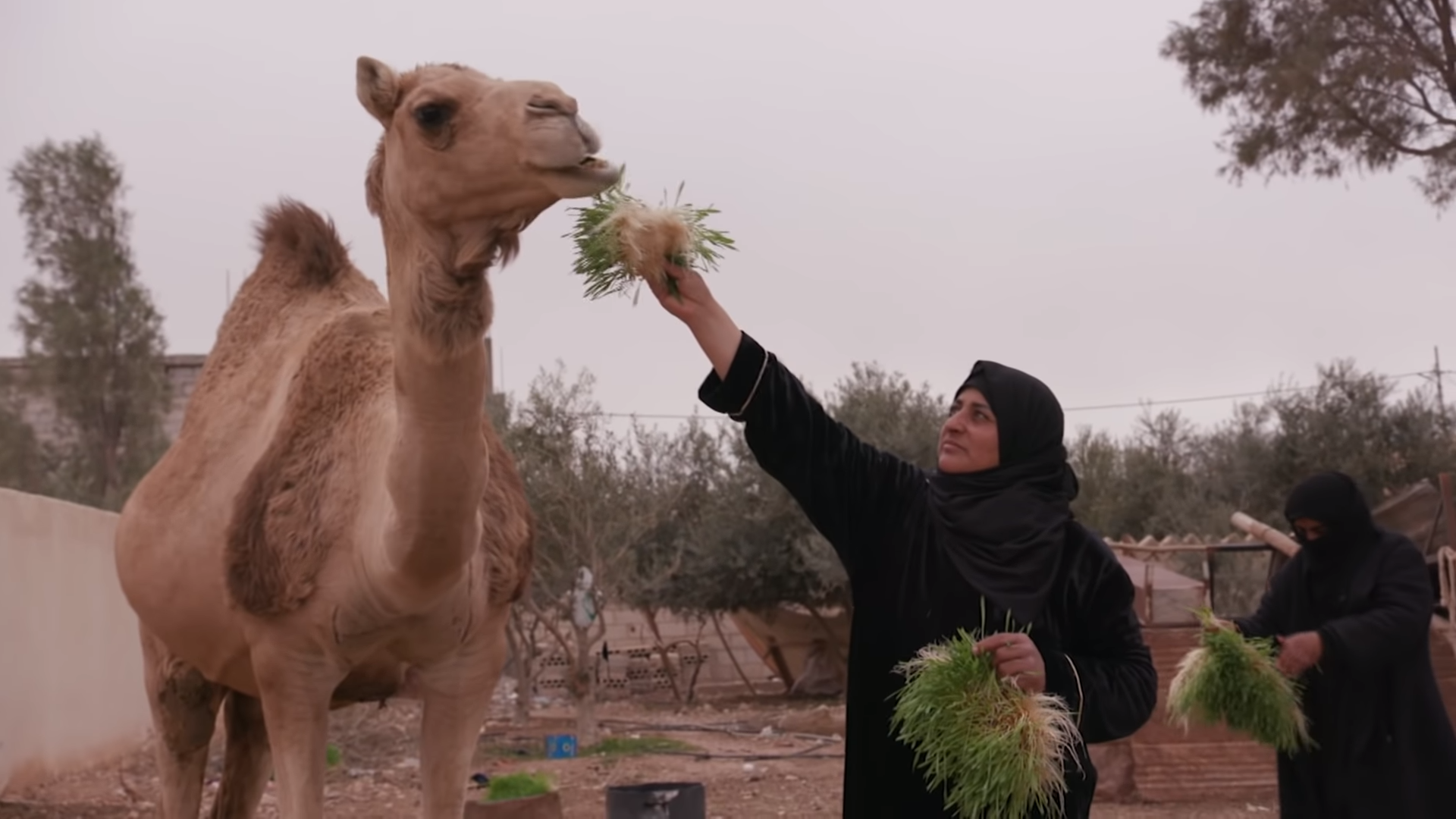 Image by Alessandro Pavone / PBS NewsHour. Jordan, 2020. Image by Alessandro Pavone / PBS NewsHour. Jordan, 2020.