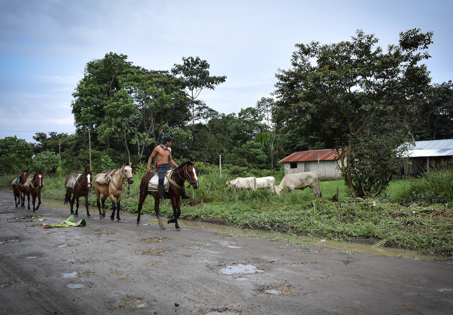 En el sur de Morona Santiago, las comunidades indígenas contemplan la paulatina destrucción de la vegetación tropical. Image by Rodolfo Ansar. Ecuador, 2019. En el sur de Morona Santiago, las comunidades indígenas contemplan la paulatina destrucción de la vegetación tropical. Image by Rodolfo Ansar. Ecuador, 2019.
