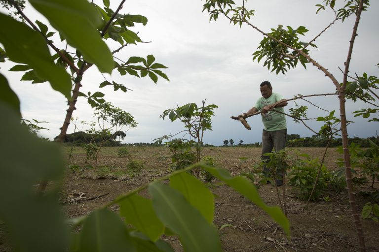 O agricultor Antonio Alves, conhecido como Seu Macaxeira trabalha em sua área de roça que esta cercada por plantação de soja, na comunidade Santos de Boa Fé, Santarém PA. Imagem de Bruno Kelly. Brasil, 2020. O agricultor Antonio Alves, conhecido como Seu Macaxeira trabalha em sua área de roça que esta cercada por plantação de soja, na comunidade Santos de Boa Fé, Santarém PA. Imagem de Bruno Kelly. Brasil, 2020.