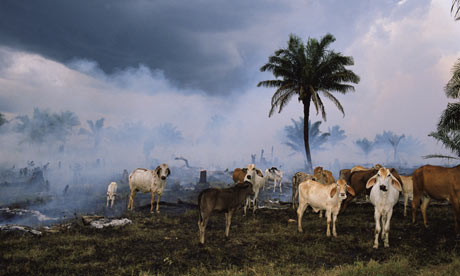 Cows Are Killing the Amazon. Pledges From Walmart and Nike Didn't Help Save  It | Rainforest Journalism Fund