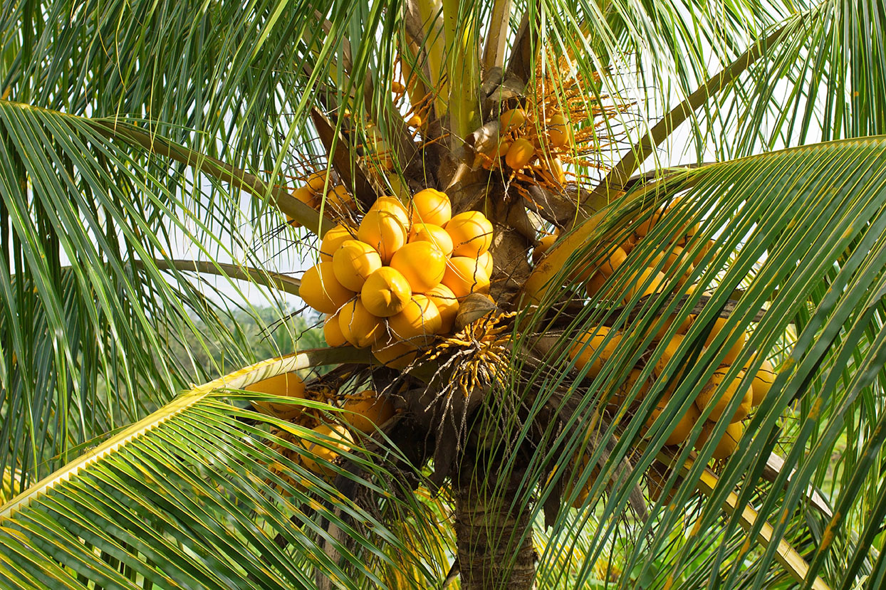 coconut tree rainforest