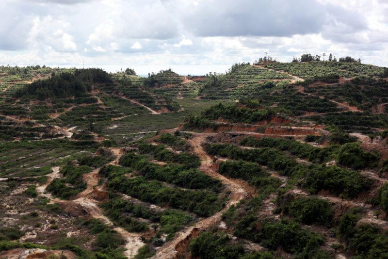 Oil Palm Plantation An oil palm plantation that replaced a forest in the state of Sarawak. Image by Binsar Bakkara for Yale E360. Malaysia, 2017.