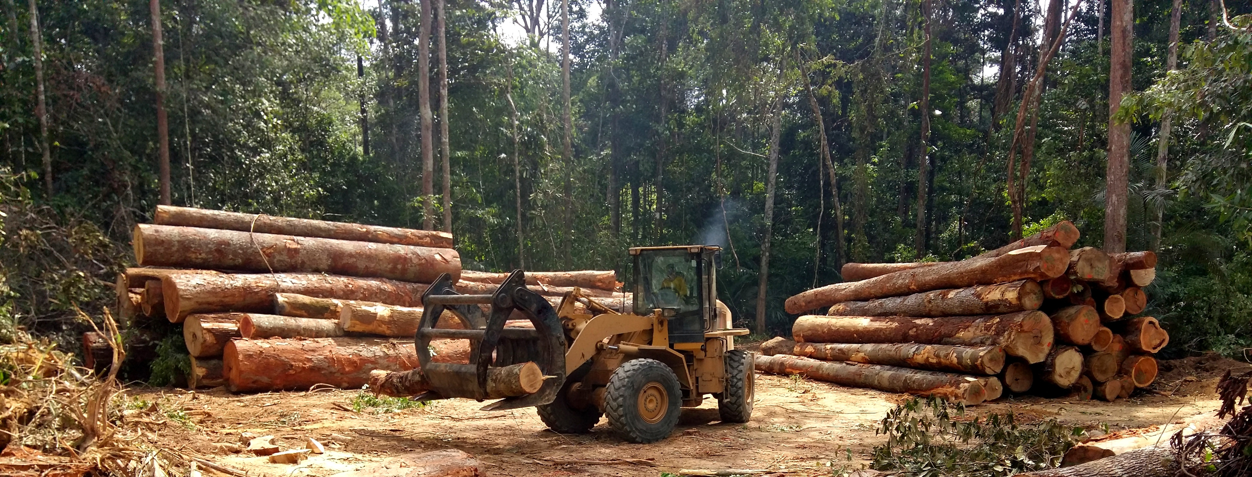 A wheel loader tidying the piles of wood logs extracted from the Amazonian forest. Image by Tarcisio Schnaider / Shutterstock. Brazil, undated. A wheel loader tidying the piles of wood logs extracted from the Amazonian forest. Image by Tarcisio Schnaider / Shutterstock. Brazil, undated.
