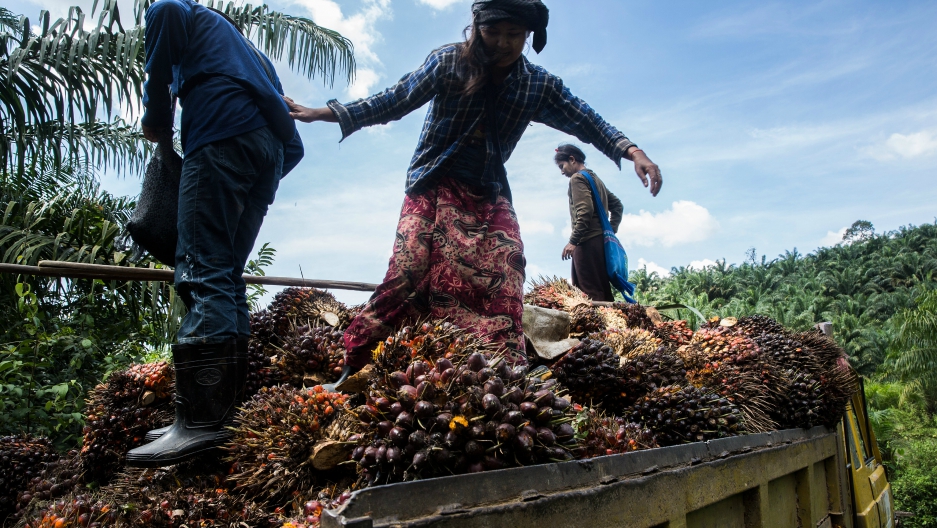 Palm oil workers load palm fruits into a truck at Asia World palm oil plantation in Bank Mae Village, Myanmar. Image by Taylor Weidman/PRI. Myanmar, 2016. Palm oil workers load palm fruits into a truck at Asia World palm oil plantation in Bank Mae Village, Myanmar. Image by Taylor Weidman/PRI. Myanmar, 2016.