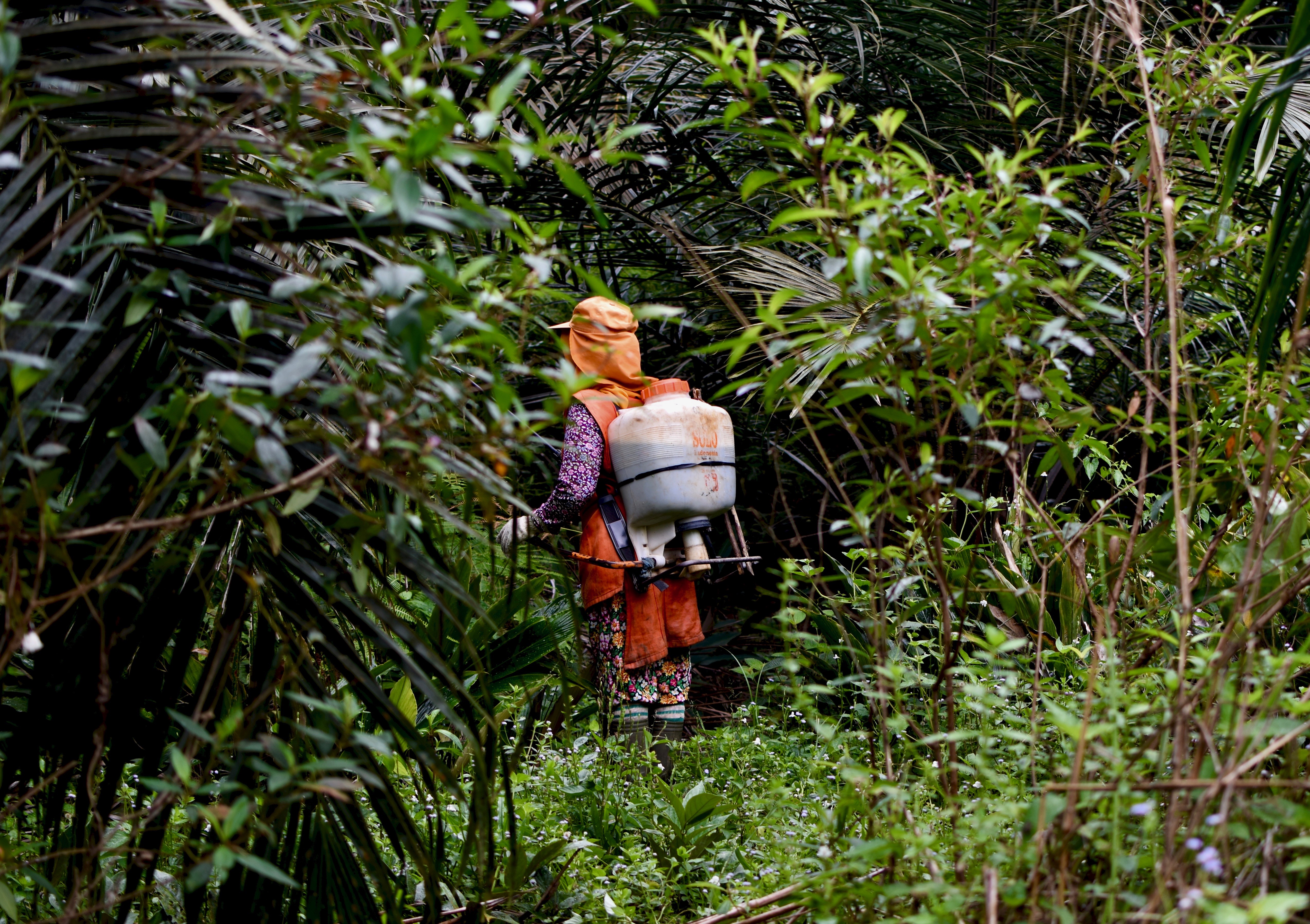 Women workers spray pesticides on an industrial plantation in Riau, Indonesia. Image by Wudan Yan. Indonesia, 2017. Women workers spray pesticides on an industrial plantation in Riau, Indonesia. Image by Wudan Yan. Indonesia, 2017.
