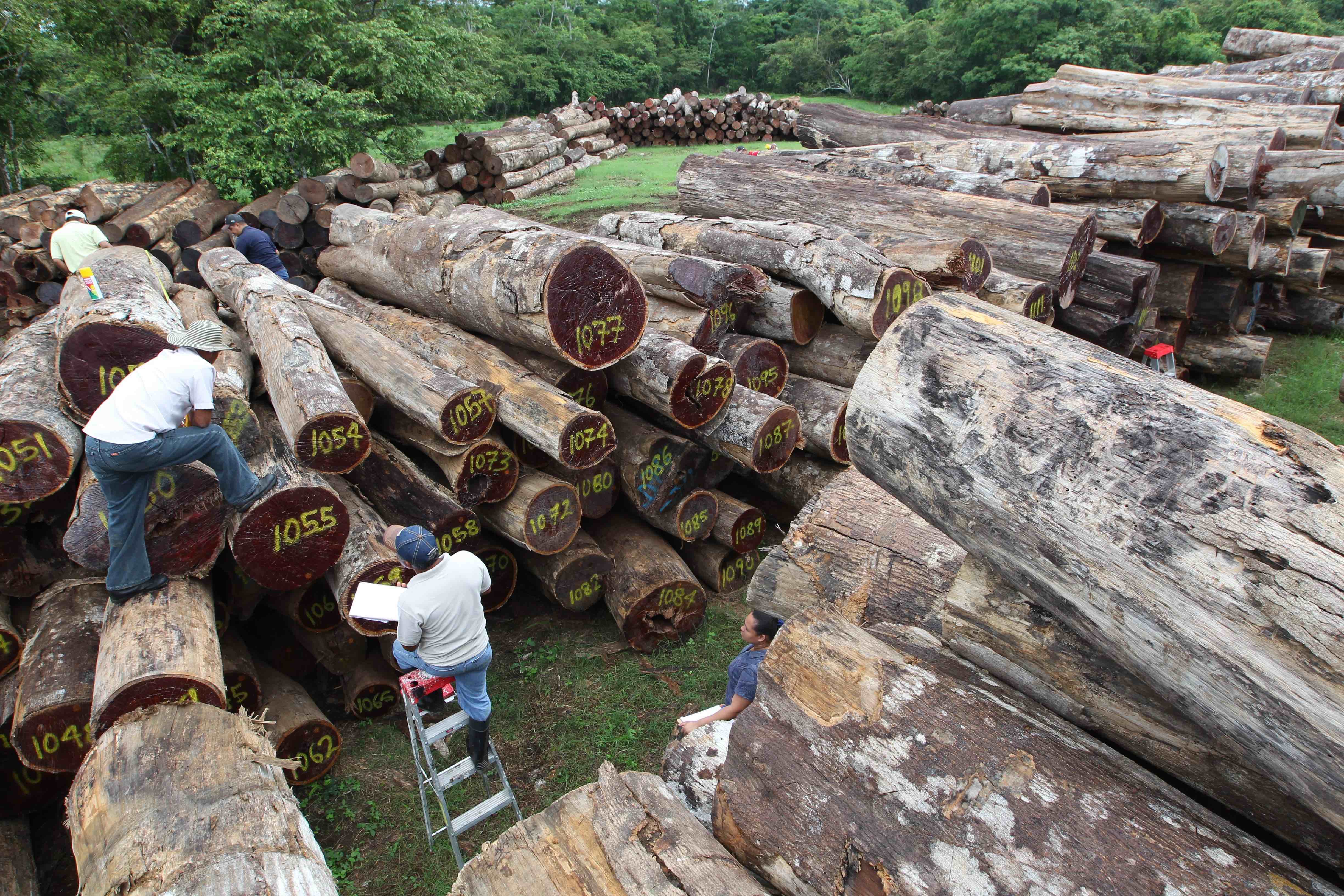 Darién is subject to a chilling spate of deforestation as timber colonists and entrepreneurs advance across the region. The Darién’s mythical wilderness is giving way to chainsaws and bulldozers. Image by Guido Bilbao. Panama, 2019. Darién is subject to a chilling spate of deforestation as timber colonists and entrepreneurs advance across the region. The Darién’s mythical wilderness is giving way to chainsaws and bulldozers. Image by Guido Bilbao. Panama, 2019.