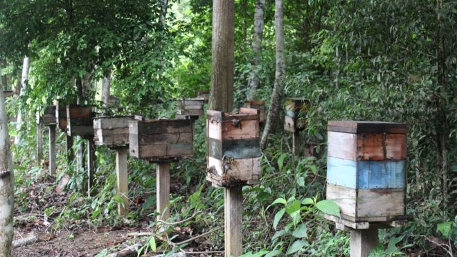 Stingless bee production has plummeted in the Belterra region and became economically unsustainable. Image by Gabriel Siqueira/BBC. Brazil, undated. Stingless bee production has plummeted in the Belterra region and became economically unsustainable. Image by Gabriel Siqueira/BBC. Brazil, undated.