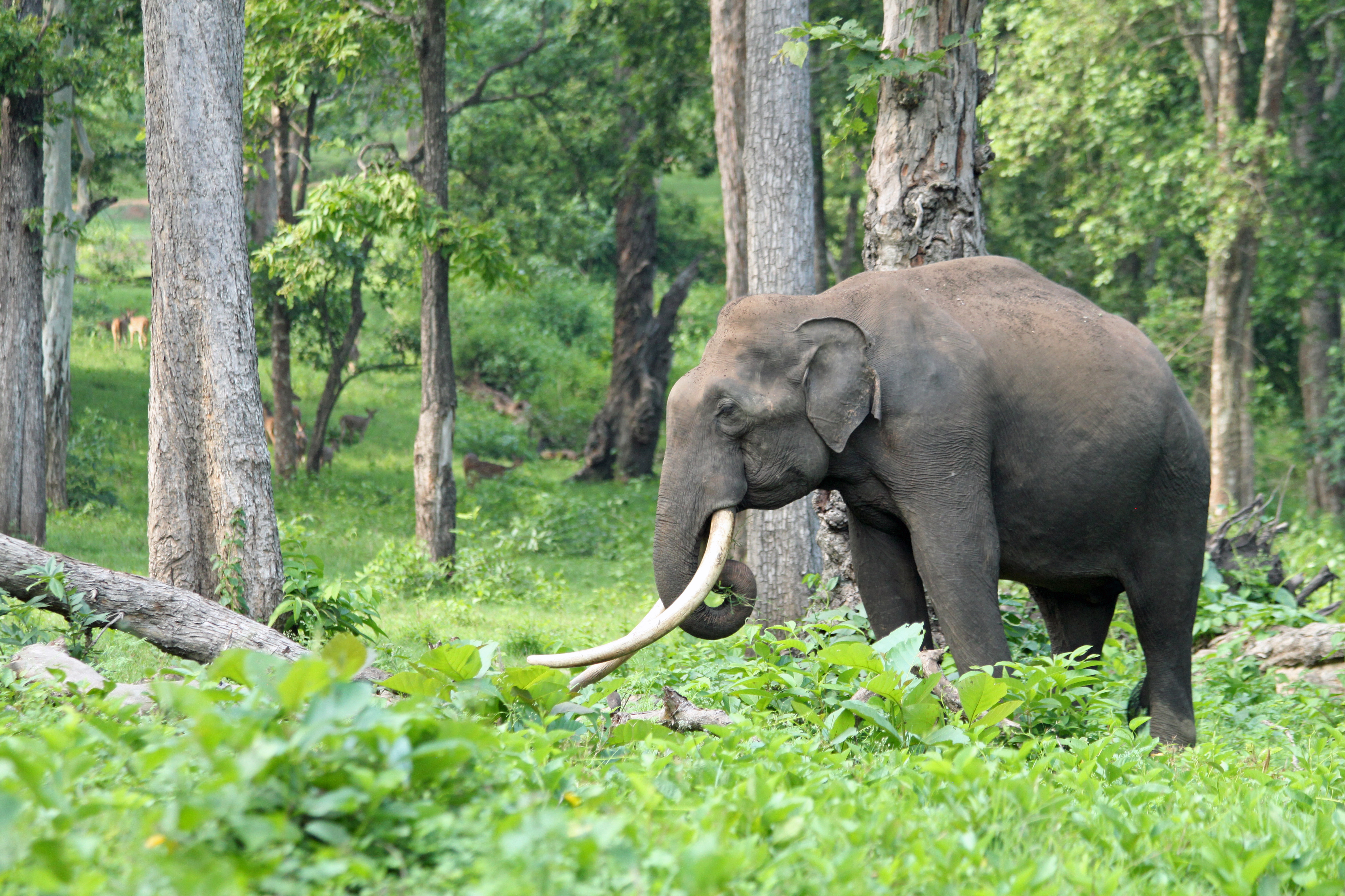 A rare Asian elephant tusker at Nagarhole National Park and Tiger Reserve in southern India. Image by Rachel Nuwer. India, 2019. A rare Asian elephant tusker at Nagarhole National Park and Tiger Reserve in southern India. Image by Rachel Nuwer. India, 2019.