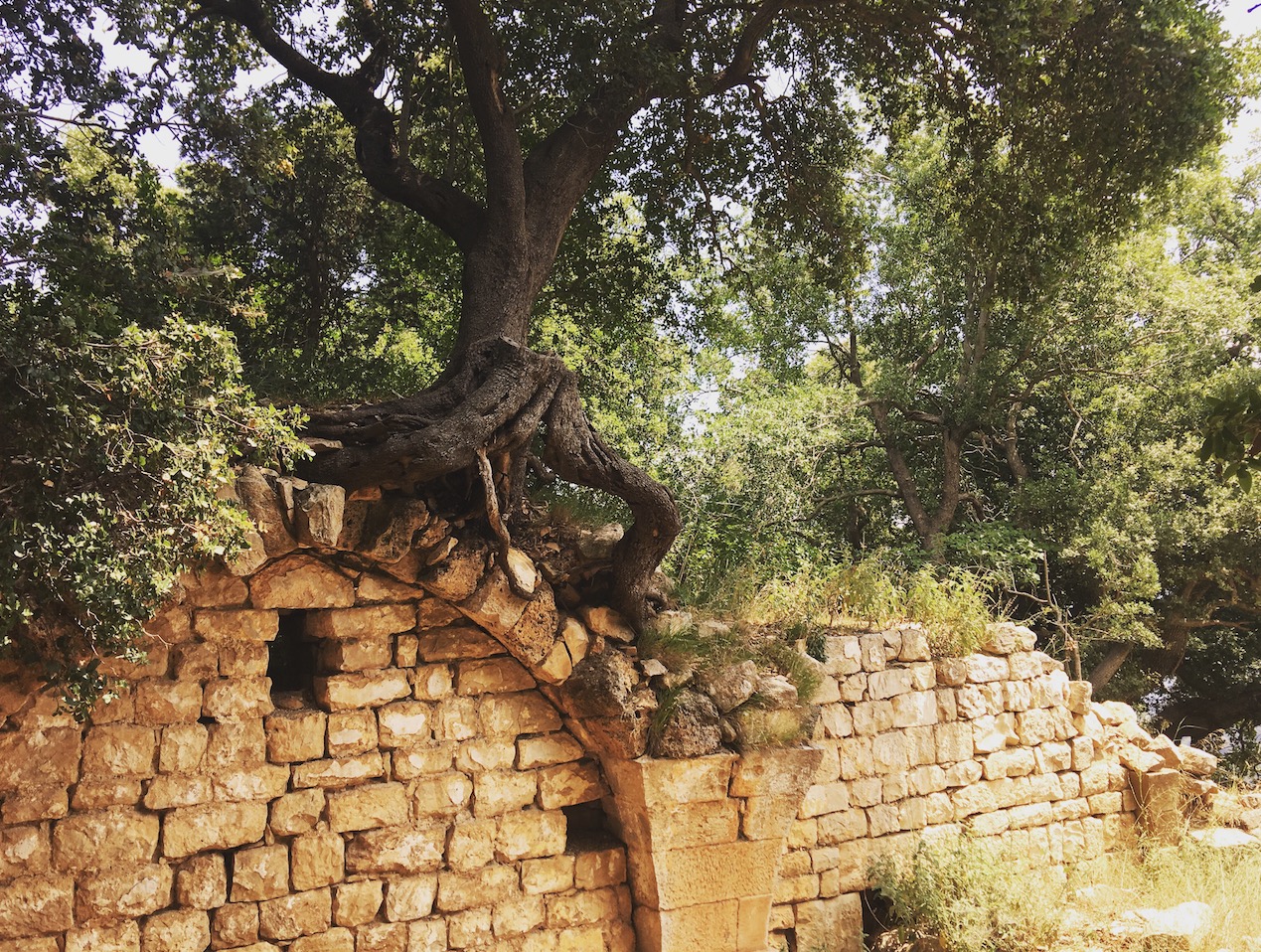 Juniper Ascending: All Hail the King of Trees | Rainforest Journalism Fund