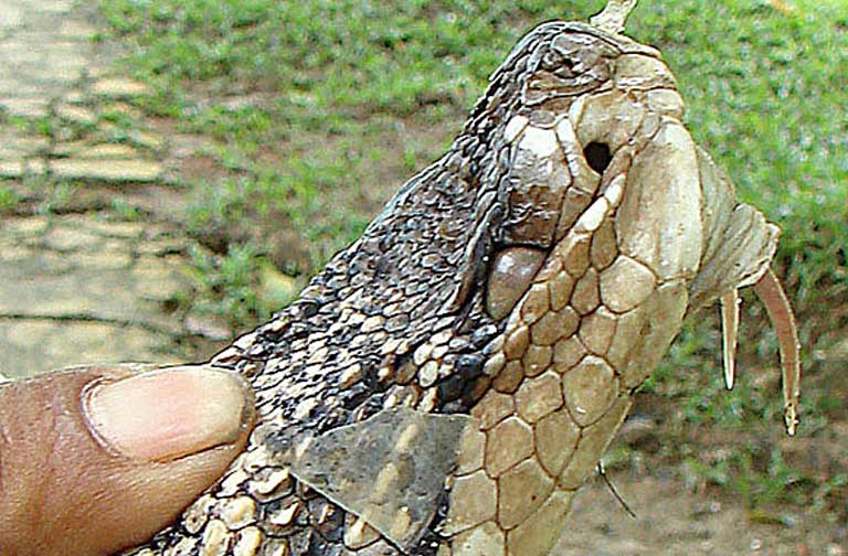 A deadly Amazon bushmaster (Lachesis muta) showing its fangs. Poisonous snakes present one of the greatest health hazards in the Brazilian Amazon, and yet some remote indigenous health centers lack the doctors and antivenom needed to treat snakebite. Image by Dick Culbert/Creative Commons. Brazil. A deadly Amazon bushmaster (Lachesis muta) showing its fangs. Poisonous snakes present one of the greatest health hazards in the Brazilian Amazon, and yet some remote indigenous health centers lack the doctors and antivenom needed to treat snakebite. Image by Dick Culbert/Creative Commons. Brazil.