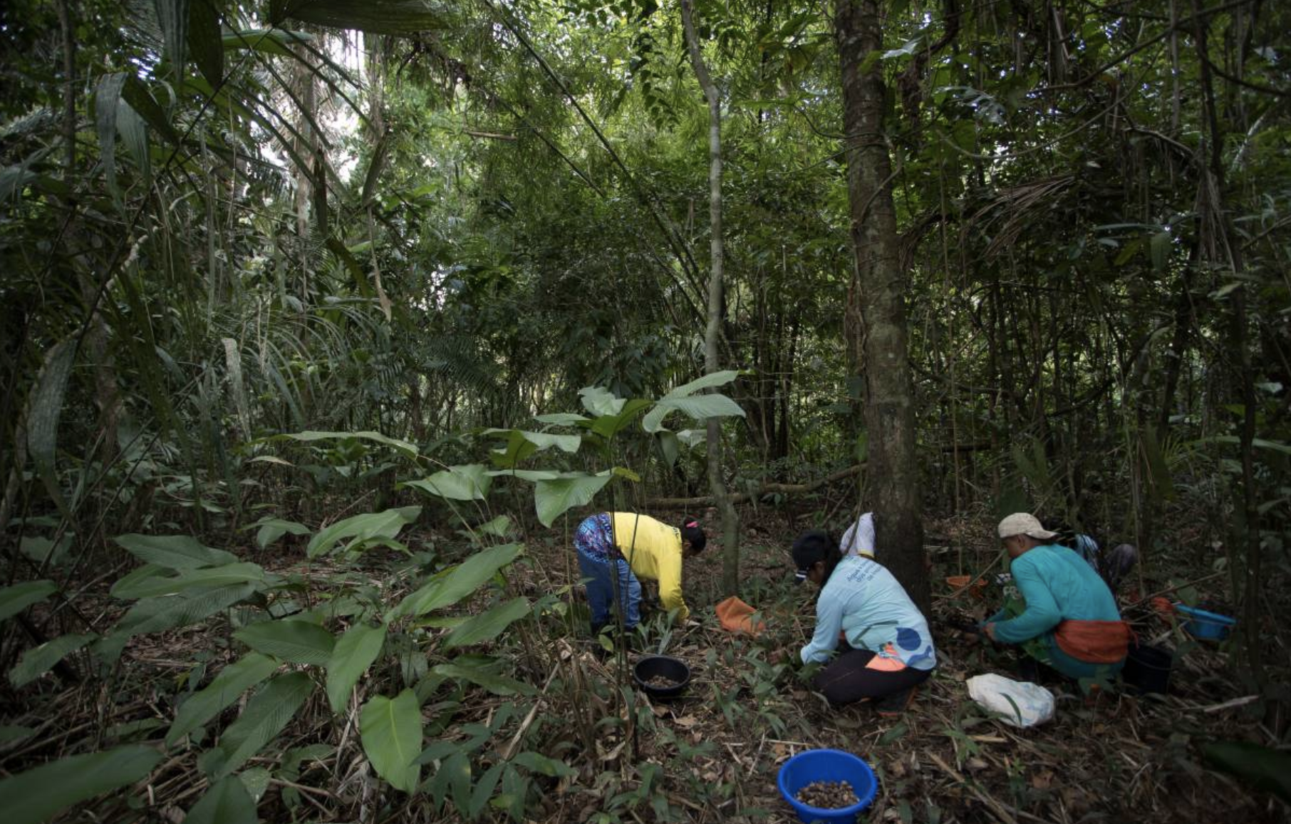 Reserve residents collect murumuru seeds in a preserved forest area in the Middle Juruá Extractive Reserve, Amazonas, Brazil, October 17, 2019. Image by Bruno Kelly/Thomson Reuters Foundation. Brazil, 2019. Reserve residents collect murumuru seeds in a preserved forest area in the Middle Juruá Extractive Reserve, Amazonas, Brazil, October 17, 2019. Image by Bruno Kelly/Thomson Reuters Foundation. Brazil, 2019.
