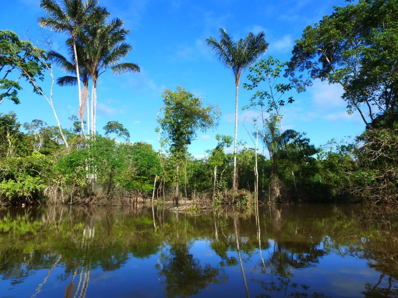 The Amazon River. Image courtesy of Flickr. Peru, 2012. The Amazon River. Image courtesy of Flickr. Peru, 2012.