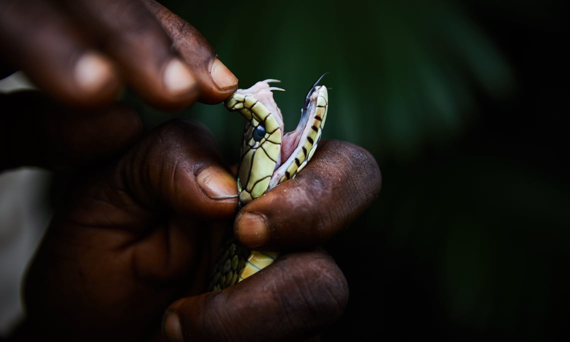 A dead Jameson’s mambas killed overnight by local farmers near the river Ruki in north-western Congo. Image by Hugh Kinsella Cunningham. Congo, 2019. A dead Jameson’s mambas killed overnight by local farmers near the river Ruki in north-western Congo. Image by Hugh Kinsella Cunningham. Congo, 2019.