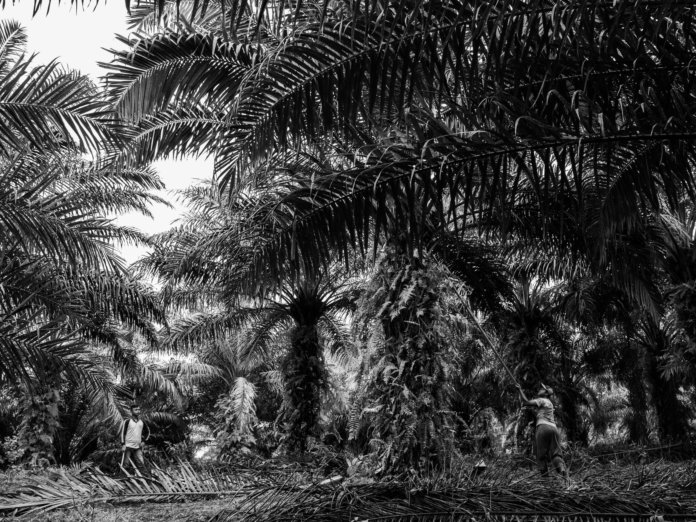Brothers Puryito and Suswanto at work on an oil-palm plantation in Riau. Image by Xyza Cruz Bacani. Indonesia, 2018. Brothers Puryito and Suswanto at work on an oil-palm plantation in Riau. Image by Xyza Cruz Bacani. Indonesia, 2018.