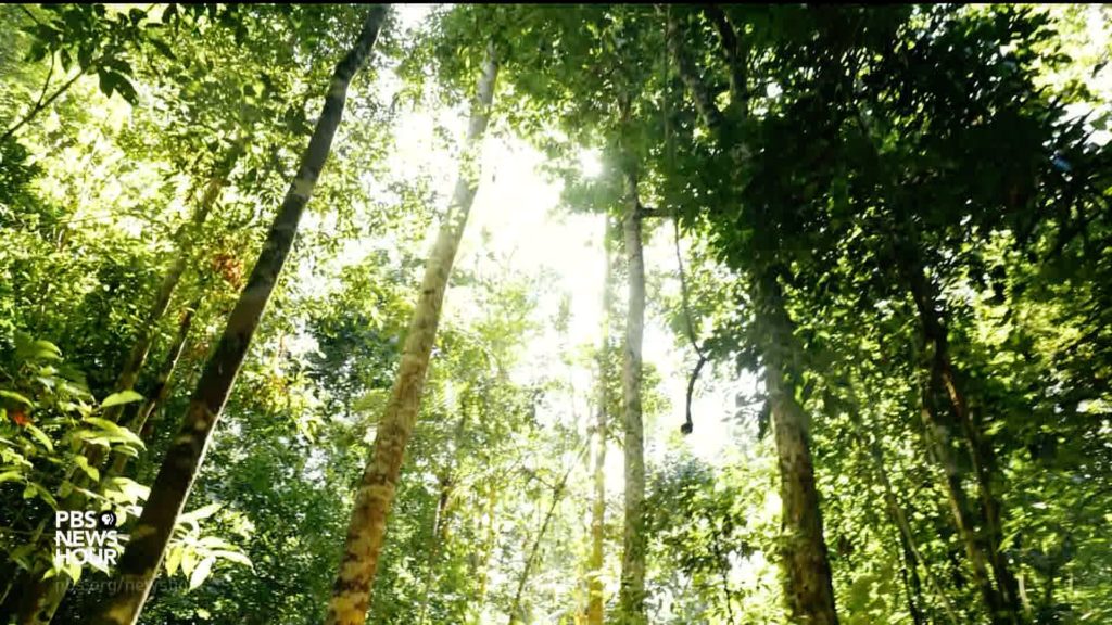 Image by Sam Eaton from PBS NewsHour. Brazil, 2018. Image by Sam Eaton from PBS NewsHour. Brazil, 2018.