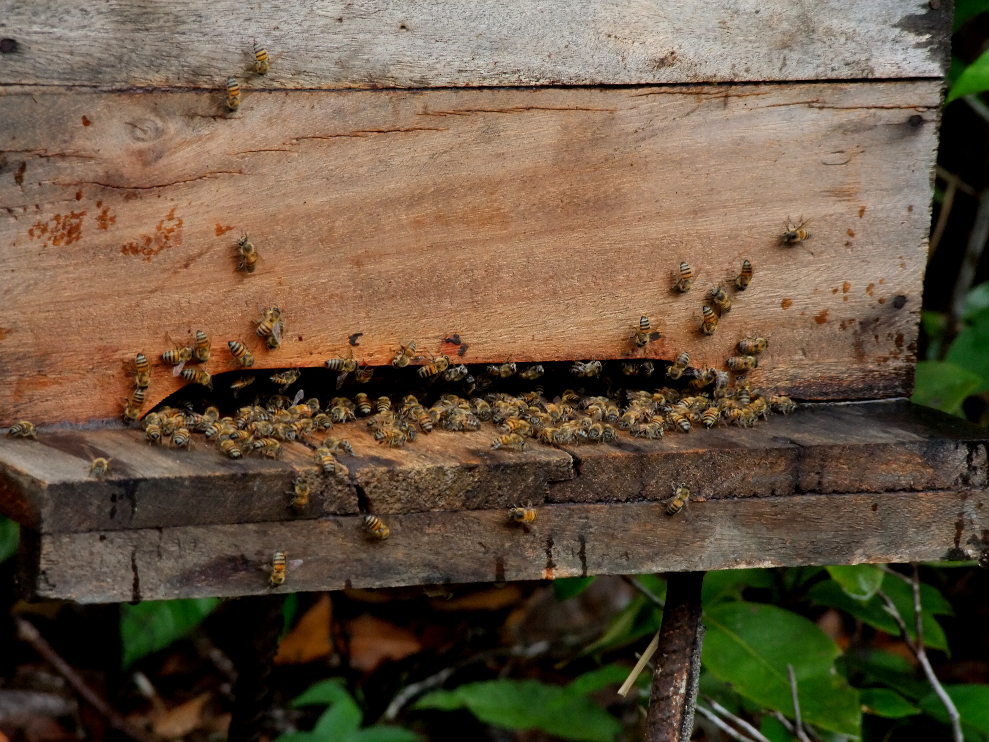 Uma colmeia de abelhas em Eunapolis, Bahia. Imagem de Joa Souza/Shutterstock. Brasil, 2010. Uma colmeia de abelhas em Eunapolis, Bahia. Imagem de Joa Souza/Shutterstock. Brasil, 2010.