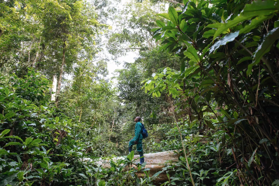 Dieumerci Kibinda, a Congolese botanist, calls Afrormosia “the most beautiful tree.” Image by Sarah Waiswa. Democratic Republic of Congo, 2019. Dieumerci Kibinda, a Congolese botanist, calls Afrormosia “the most beautiful tree.” Image by Sarah Waiswa. Democratic Republic of Congo, 2019.