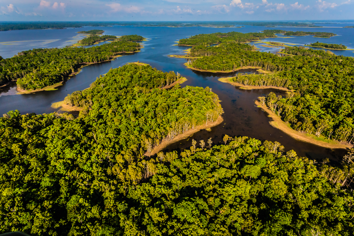 The forests of the Sepik river, in northern Papua New Guinea Image courtesy of Pacific Forest Alliance.