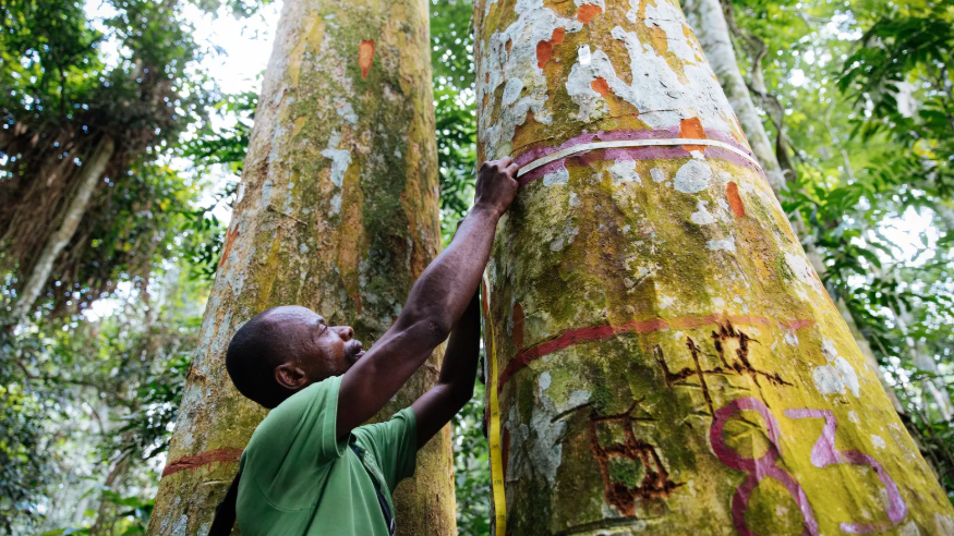 Jean-Pierre Muzinga, a forest technician, measures the trunk of an Afrormosia in the Yangambi Biosphere Reserve. Image by Sarah Waiswa. Democratic Republic of Congo, 2019. Jean-Pierre Muzinga, a forest technician, measures the trunk of an Afrormosia in the Yangambi Biosphere Reserve. Image by Sarah Waiswa. Democratic Republic of Congo, 2019.