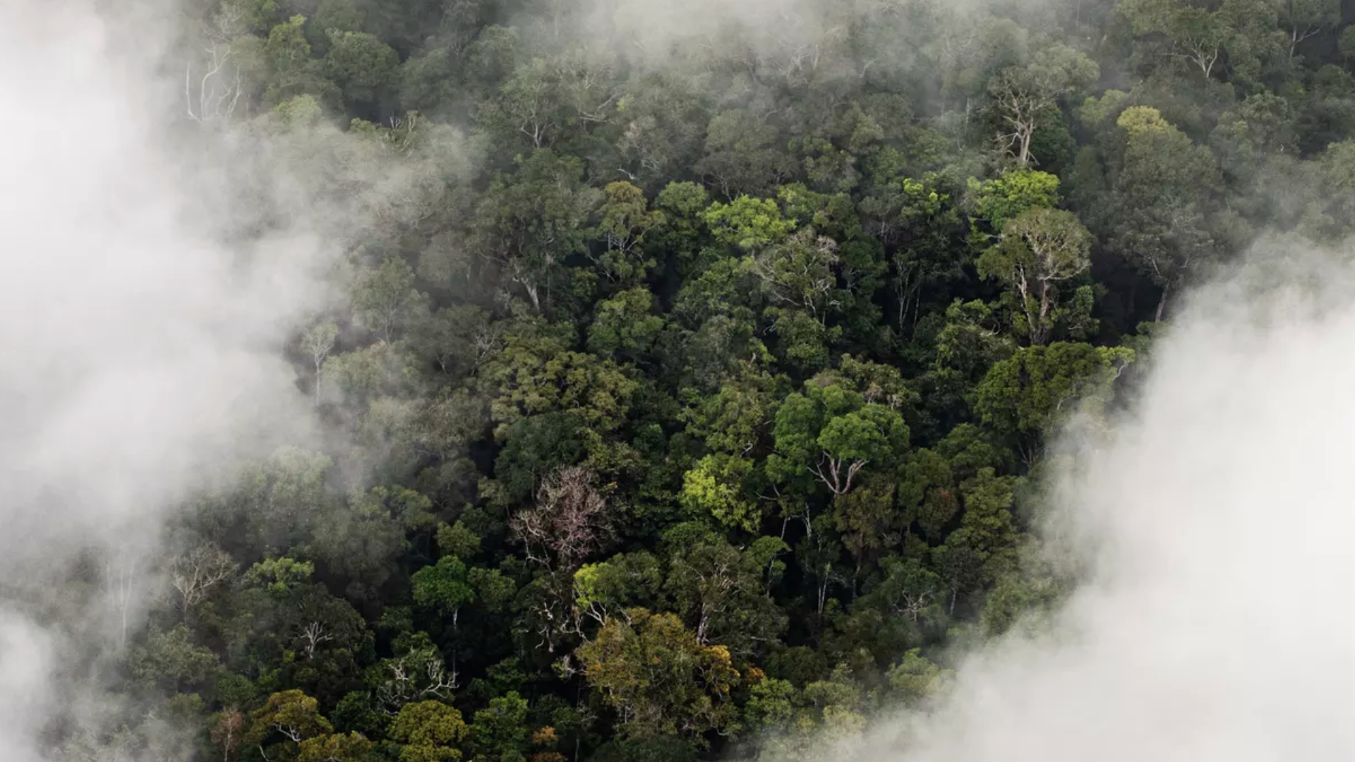 That Helps Journalism Own the Amazonian Make Rainforest Fund Giant the Rainforest Rain Supertrees: | Its Meet