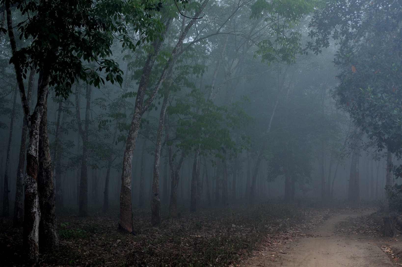 Smog resulting from forest fires in South Sumatra. Image by Slamet Mulyadi / Shutterstock. Indonesia, undated. Smog resulting from forest fires in South Sumatra. Image by Slamet Mulyadi / Shutterstock. Indonesia, undated.