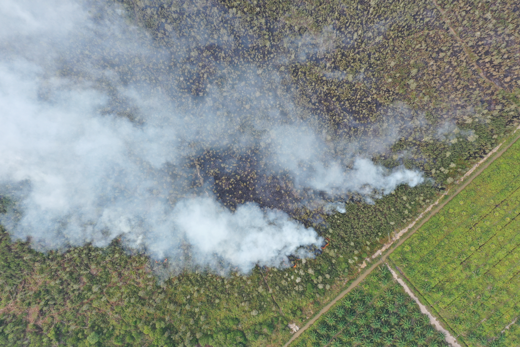 Forest and peat fires typically take place in Sumatra and Borneo, and are often linked to slash-and-burn practices to clear areas for palm cultivation and illegal logging. Image by daus85 / Shutterstock. Indonesia, undated. Forest and peat fires typically take place in Sumatra and Borneo, and are often linked to slash-and-burn practices to clear areas for palm cultivation and illegal logging. Image by daus85 / Shutterstock. Indonesia, undated.