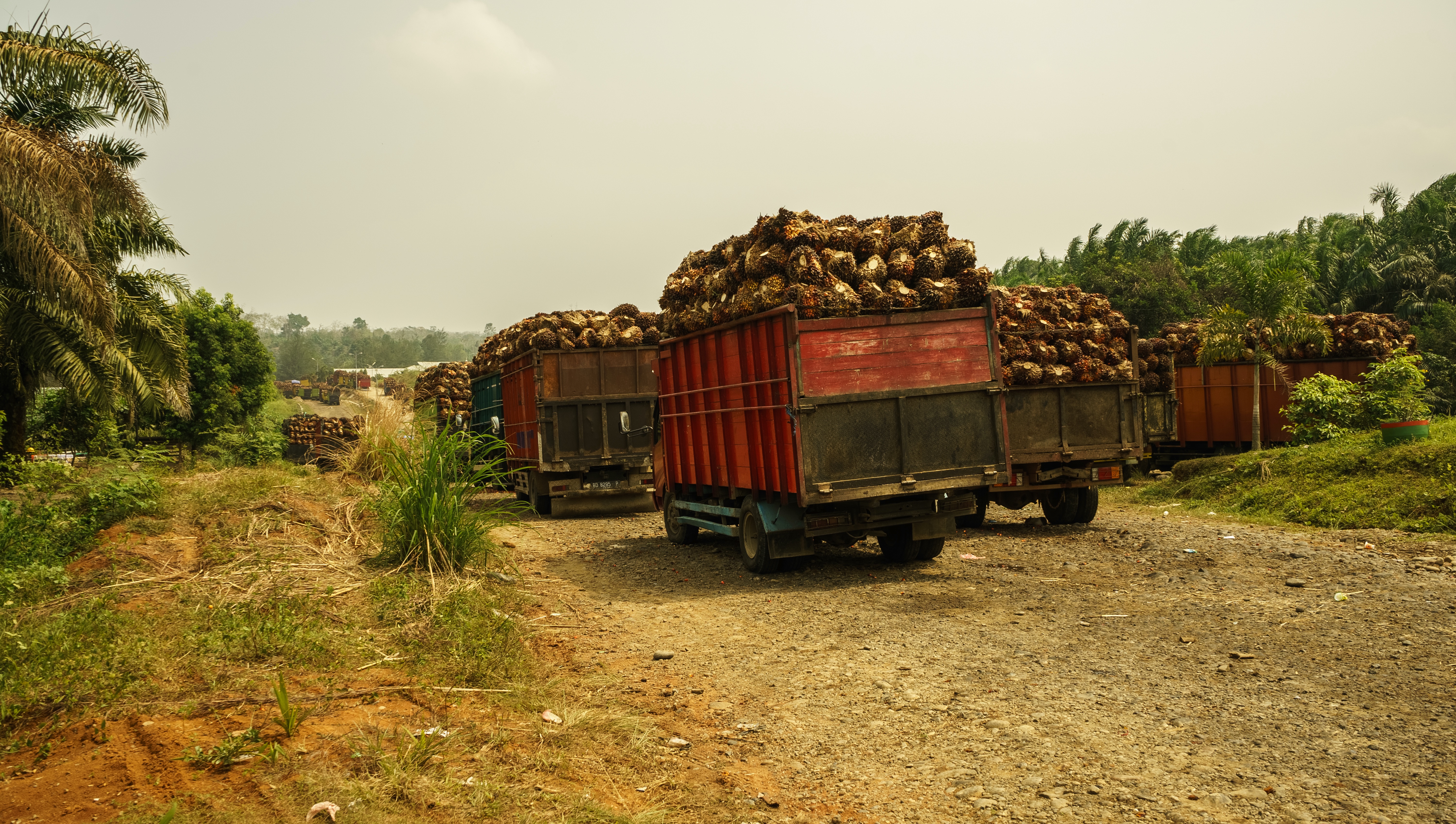 Trucks near a palm oil factory in Bengkulu province, Sumatra, Indonesia. Image by Edgaras Sarkus/Shutterstock. Indonesia, undated. Trucks near a palm oil factory in Bengkulu province, Sumatra, Indonesia. Image by Edgaras Sarkus/Shutterstock. Indonesia, undated.