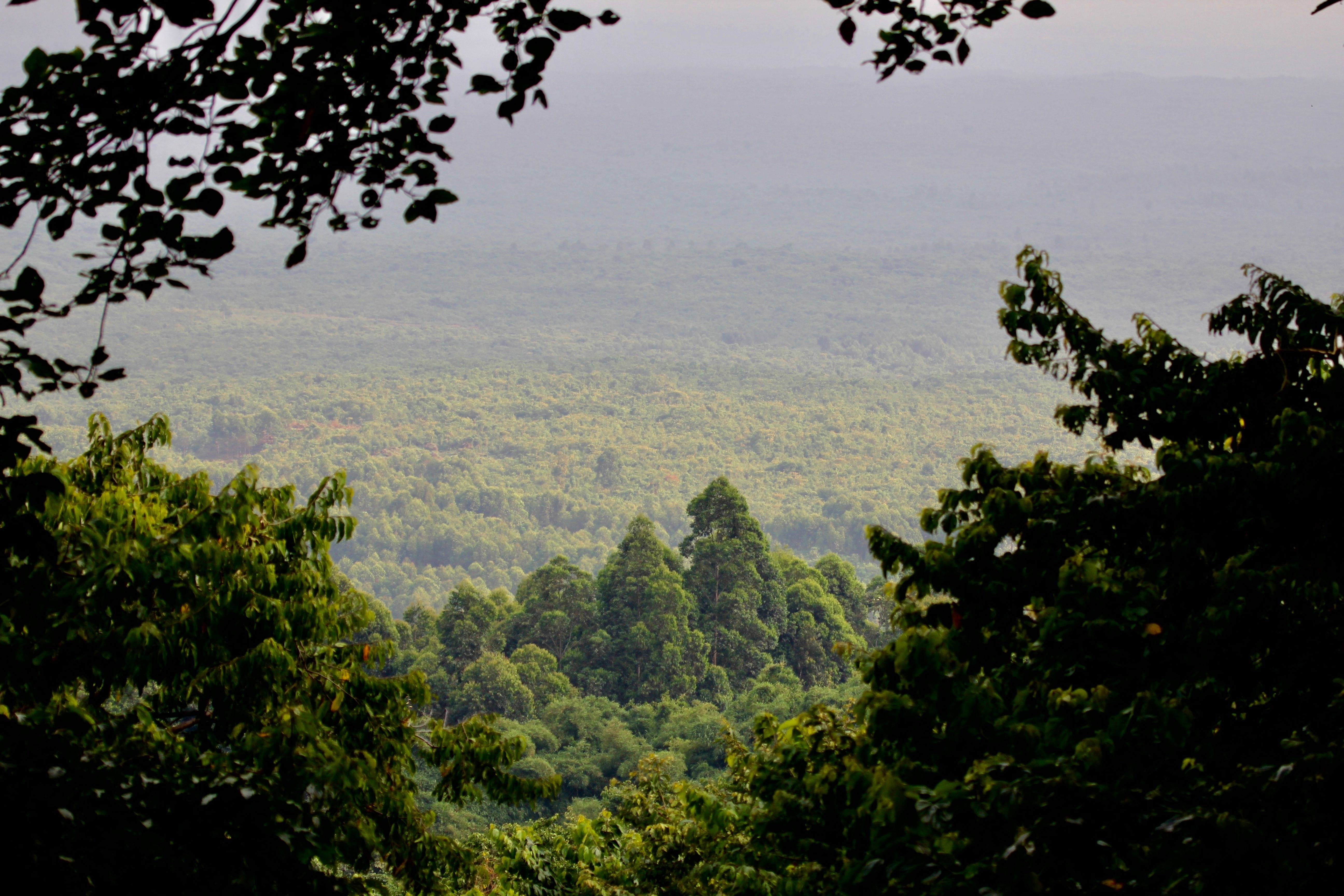 shutterstock_593266352.jpg A view of the rainforest in the DRC. Image by Kiki Dohmeier / Shutterstock. Democratic Republic of the Congo, undated.