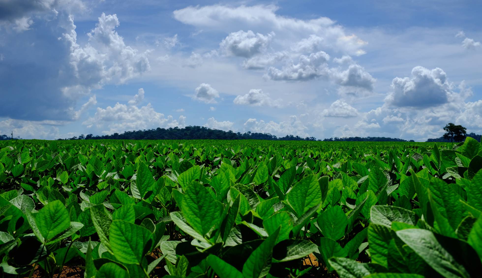 Soy plantations in a field in the outskirts of Sinop. In the horizon, one can see remnants of Amazon forest. Image by Melissa Chan. Brazil, 2019. Soy plantations in a field in the outskirts of Sinop. In the horizon, one can see remnants of Amazon forest. Image by Melissa Chan. Brazil, 2019.