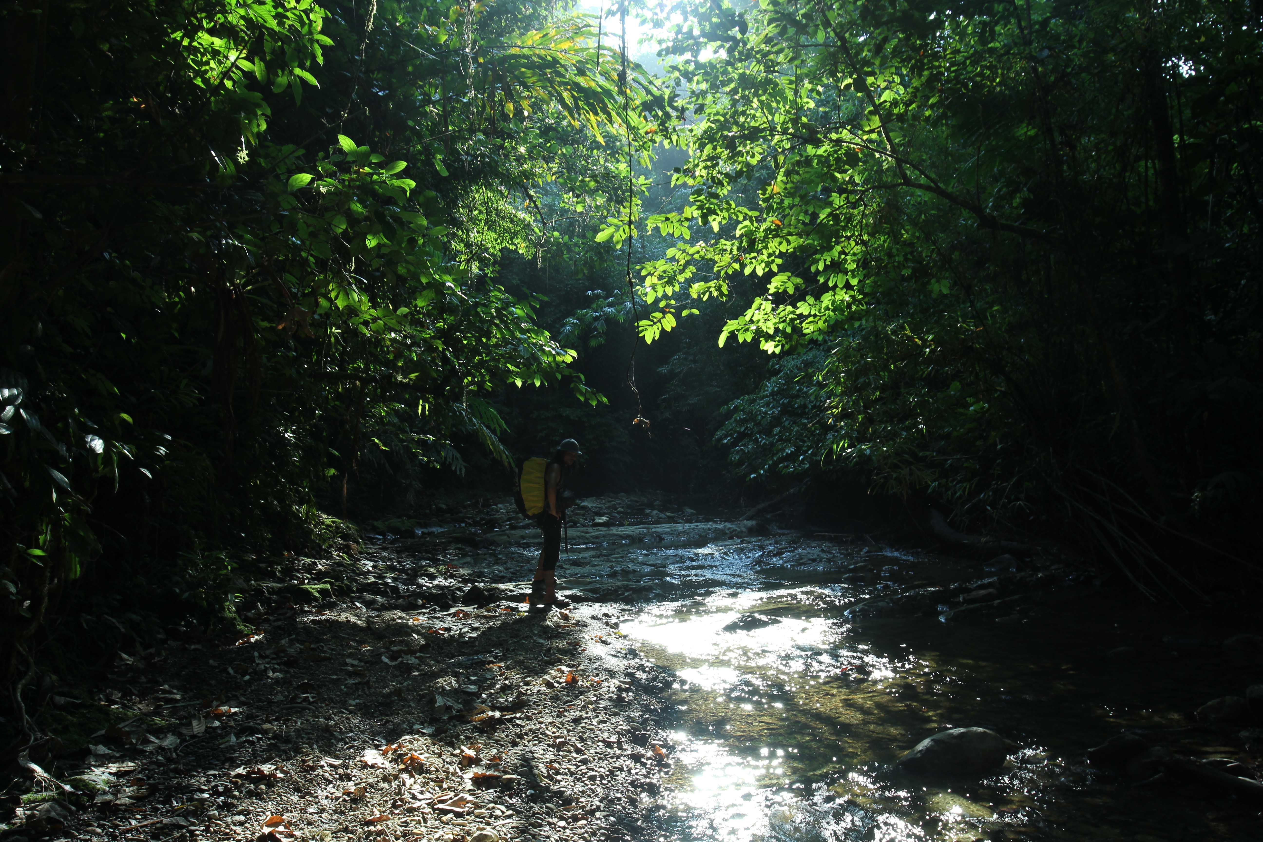 Siberut National Park. Image by Febrianti. Indonesia, 2020. Siberut National Park. Image by Febrianti. Indonesia, 2020.