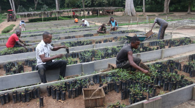 Transplanting seedlings at the Isalowe nursery. Image by Thierry-Paul Kalonji Kalonga. Democratic Republic of Congo, 2020. Transplanting seedlings at the Isalowe nursery. Image by Thierry-Paul Kalonji Kalonga. Democratic Republic of Congo, 2020.