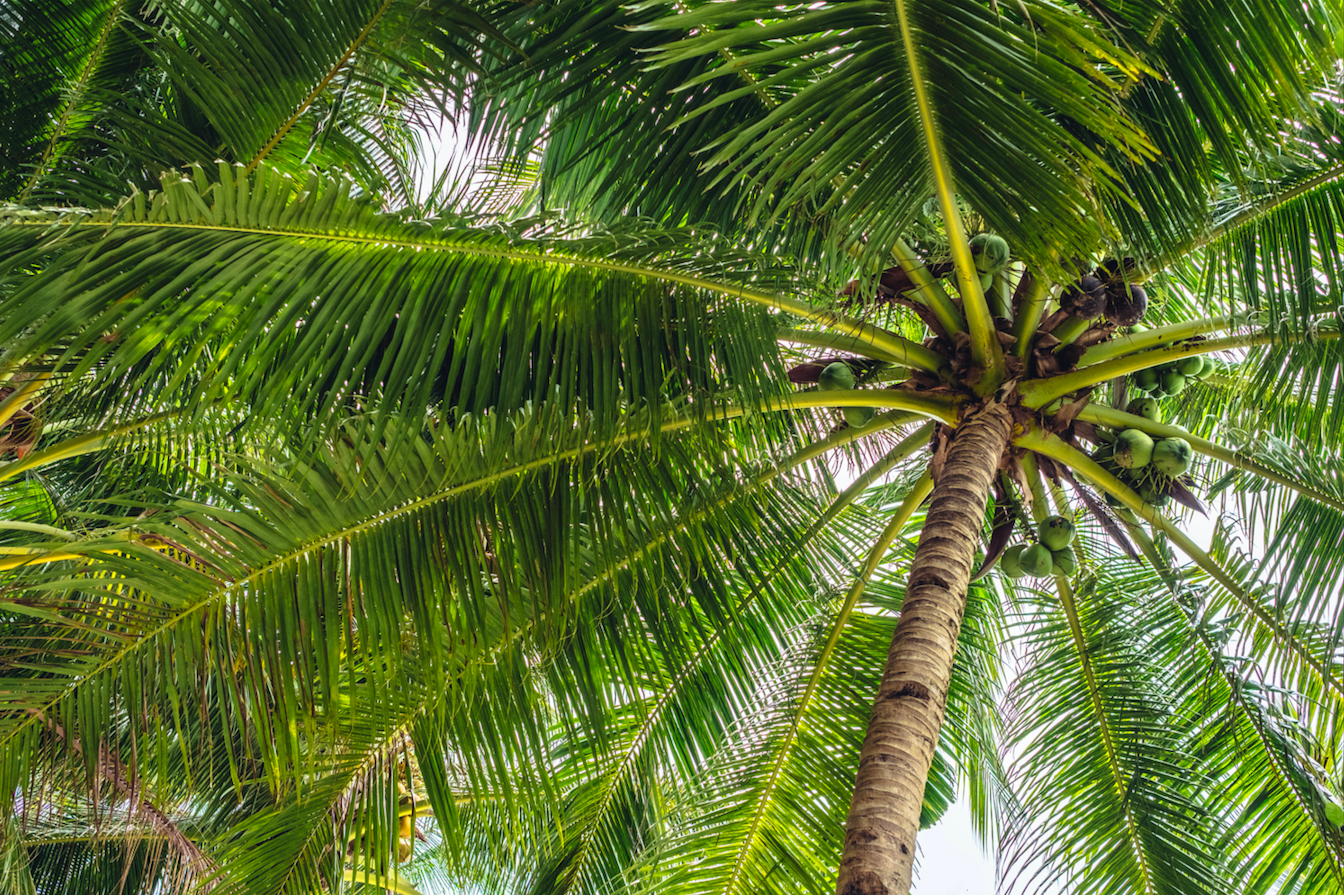 coconut tree.png A coconut tree in the Philippines. Image by JimeeClarke/Shutterstock. Philippines, date unknown.