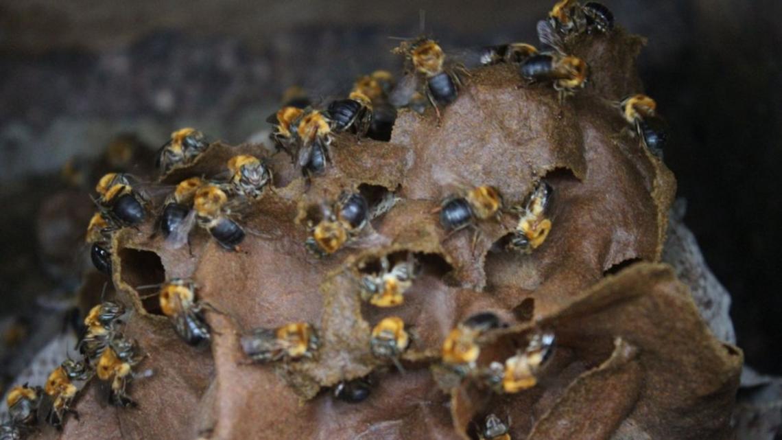 gabriel_siqueira.jpg A beehive at the João do Mel honey farm in Belterra, western Pará. Image by Gabriel Siqueira/BBC. Brazil, undated.