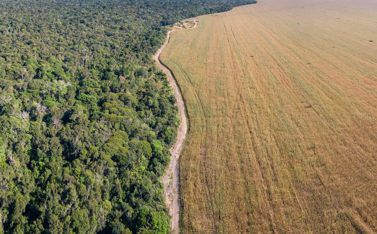 rainforest brasil.png Aerial view of Xingu Indigenous Park territory and soybean farms in Mato Grosso. Aerial view of Xingu Indigenous Park territory and soybean farms in Mato Grosso. Image courtesy of Shutterstock. Brazil, date unknown.