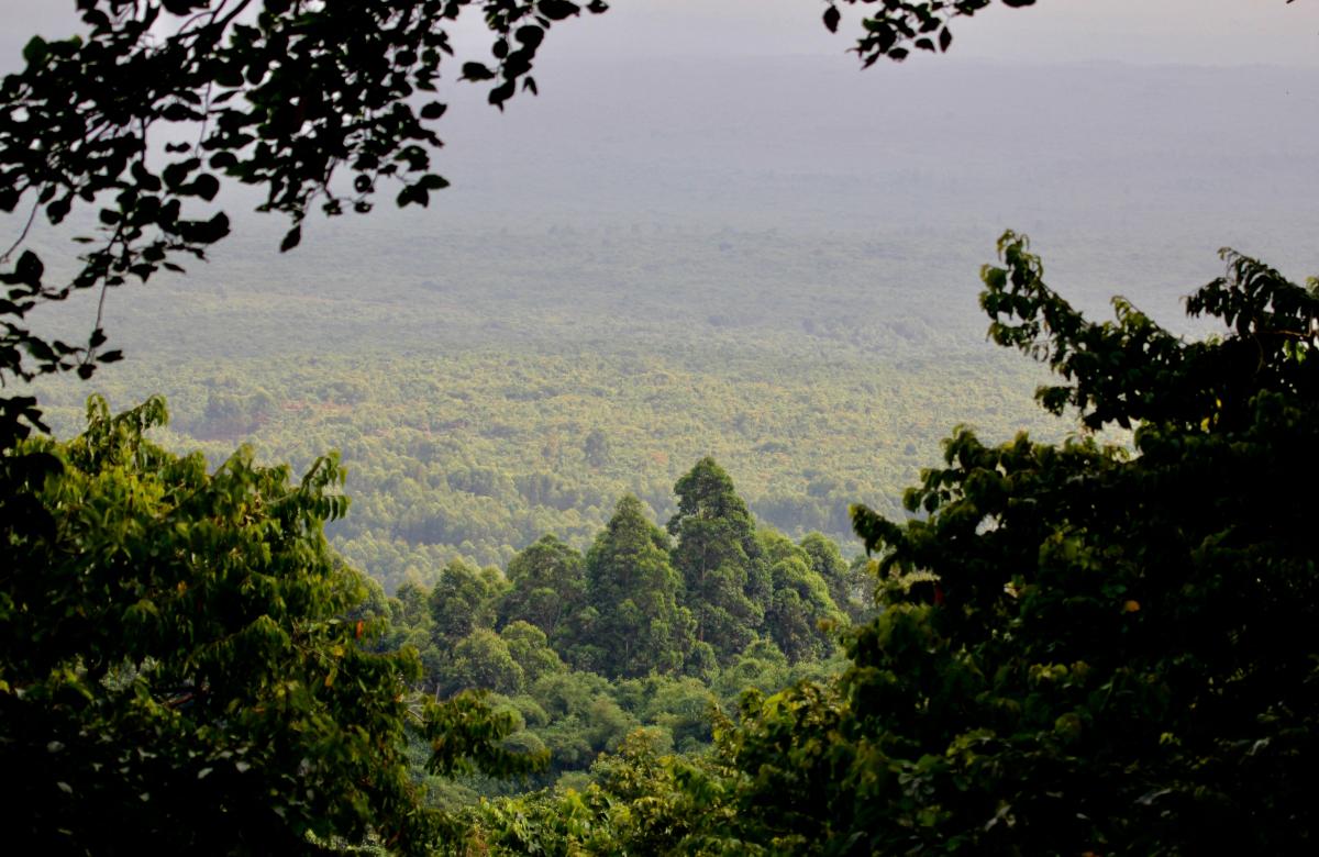 A view of the rainforest in the DRC. Image by Kiki Dohmeier / Shutterstock. Democratic Republic of the Congo, undated.