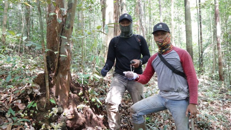 Durian kura-kura (Durio testudinarius) adalah salah satu tumbuhan yang ada di kawasan KHDTK. Tumbuhan jenis ini masuk dalam kategori Vulnerable (VU) atau empat langkah menuju kepunahan.