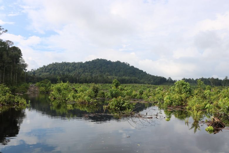 F-BOKS-6-780x520.jpg Hutan Pendidikan Universitas Tanjungpura memiliki tutupan hutan seluas 15.000 hektar, terdiri dari hutan lahan kering sekunder dan hutan rawa sekunder.
