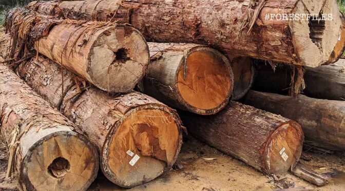 Logs, like these harvested from a permanent reserve forest in Johor, are an important source of revenue for many state governments. Image by YH Law. Malaysia, 2020. Logs, like these harvested from a permanent reserve forest in Johor, are an important source of revenue for many state governments. Image by YH Law. Malaysia, 2020.