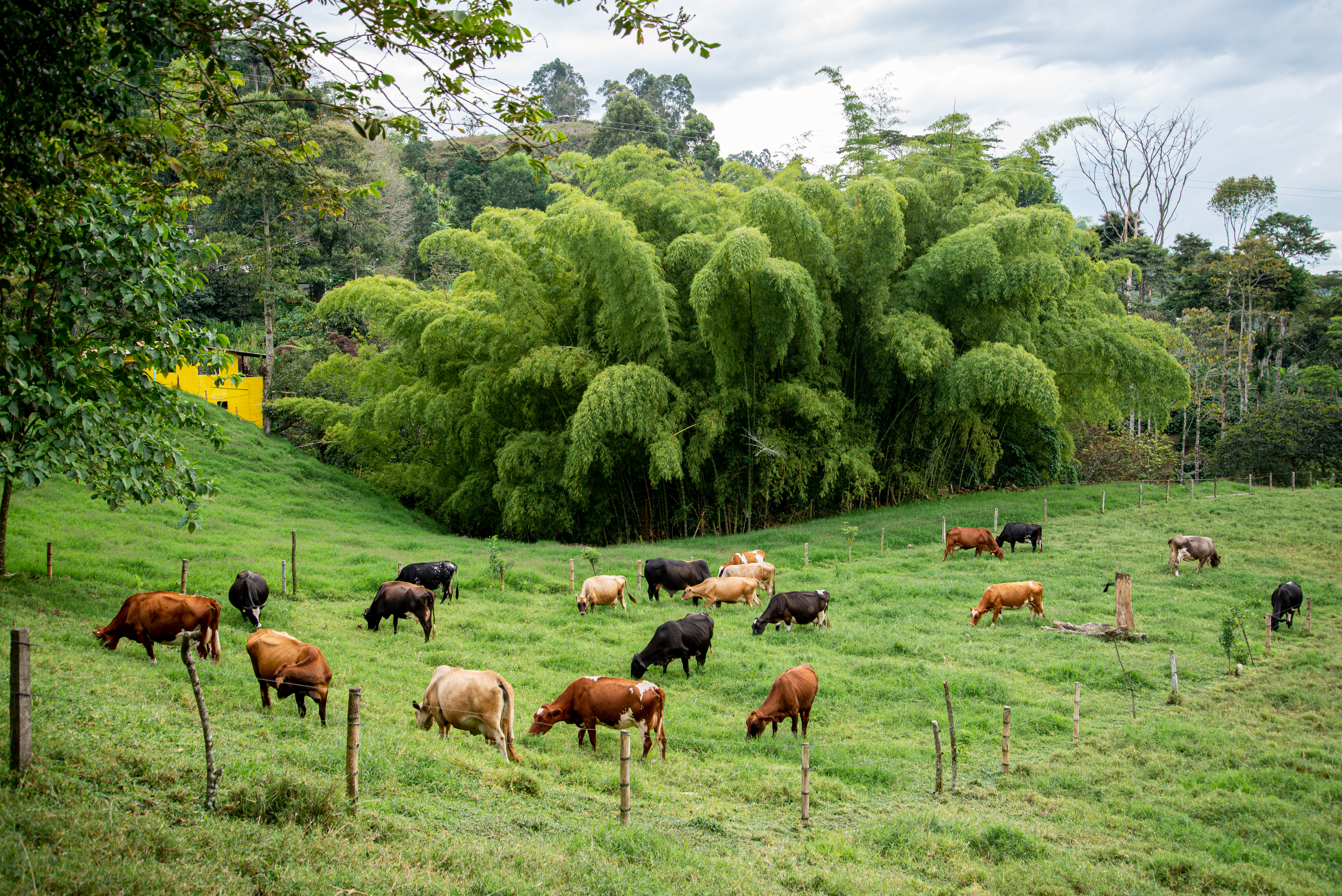 shutterstock_1587344491.jpg Cattle grazing in Colombia