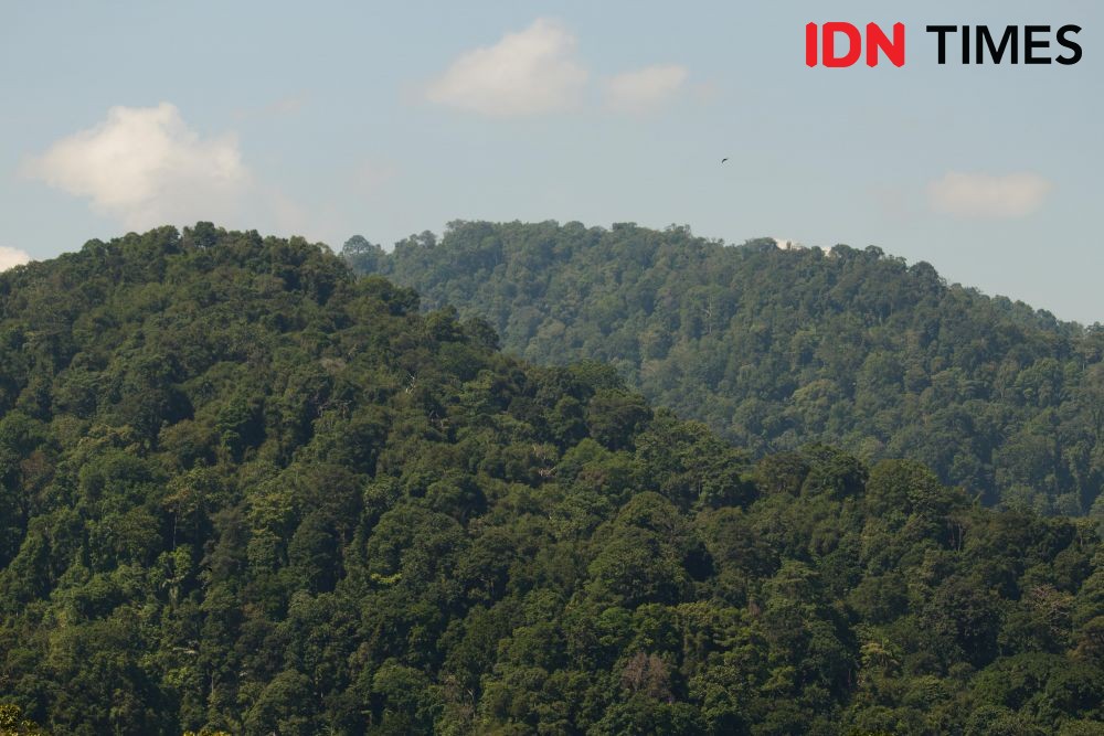 Most of the Petungkriyono forest area is natural protected forest. The forest ecology is still maintained as the threat from illegal hunting and logging increasing. Photo by Dhana Kencana. Indonesia, 2020. A view of mountains in the Petungkriyono forest area, Indonesia.
