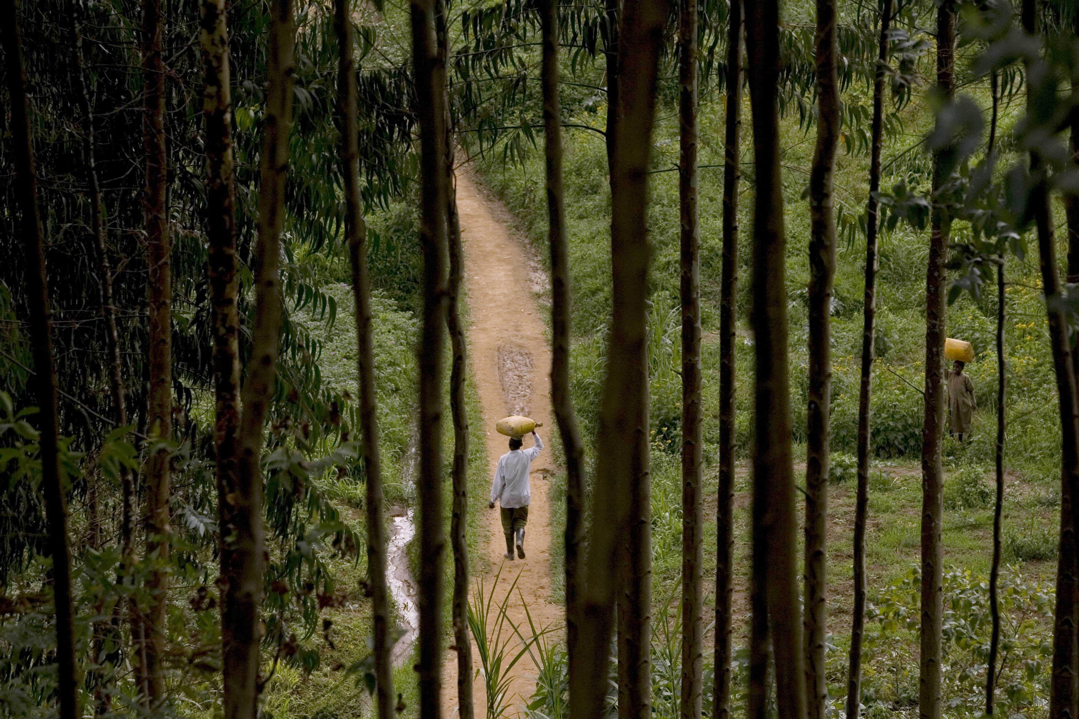shutterstock_242478850-min.jpg Villager seen through eucalyptus trees.