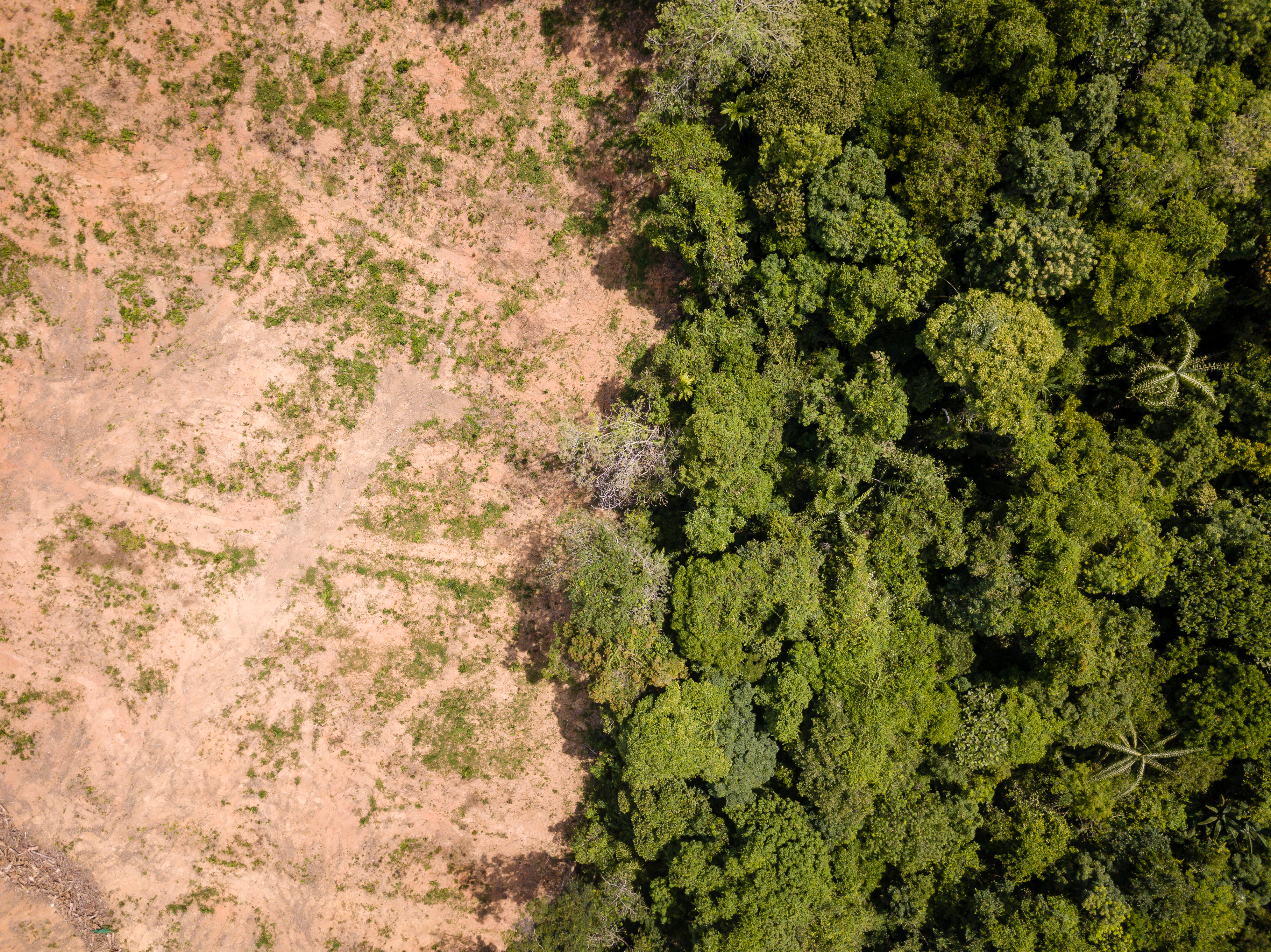 Aerial drone view of deforestation of a tropical rain forest to make way for palm oil and construction. Image by Shutterstock. Aerial drone view of deforestation of a tropical rain forest to make way for palm oil and construction. Image by Shutterstock.