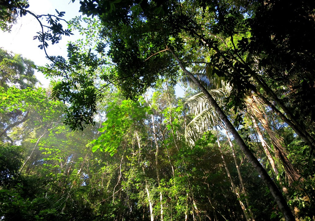 A forest near the tourist town of El Nido on Palawan island in the Philippines where the Palawan NGO Network Inc (PNNI) says illegal logging is rampant. Image by AFP/Karl Malakunas. Philippines, date unknown. A worm's eye view of a verdant forest.