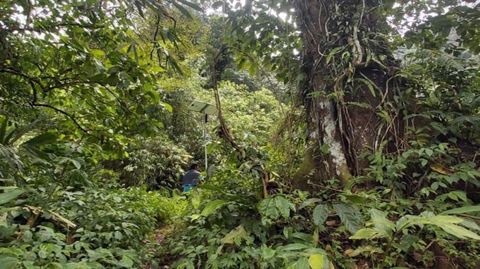 Tasuri, an environmental activist in Petungkriyono, is committed to protecting the forest by utilizing existing coffee plants without clearing new land that can destroy forests and endanger animal habitats. Image by Siti Masudah Isnawati. Tasuri, an environmental activist, walking through a dense forest.
