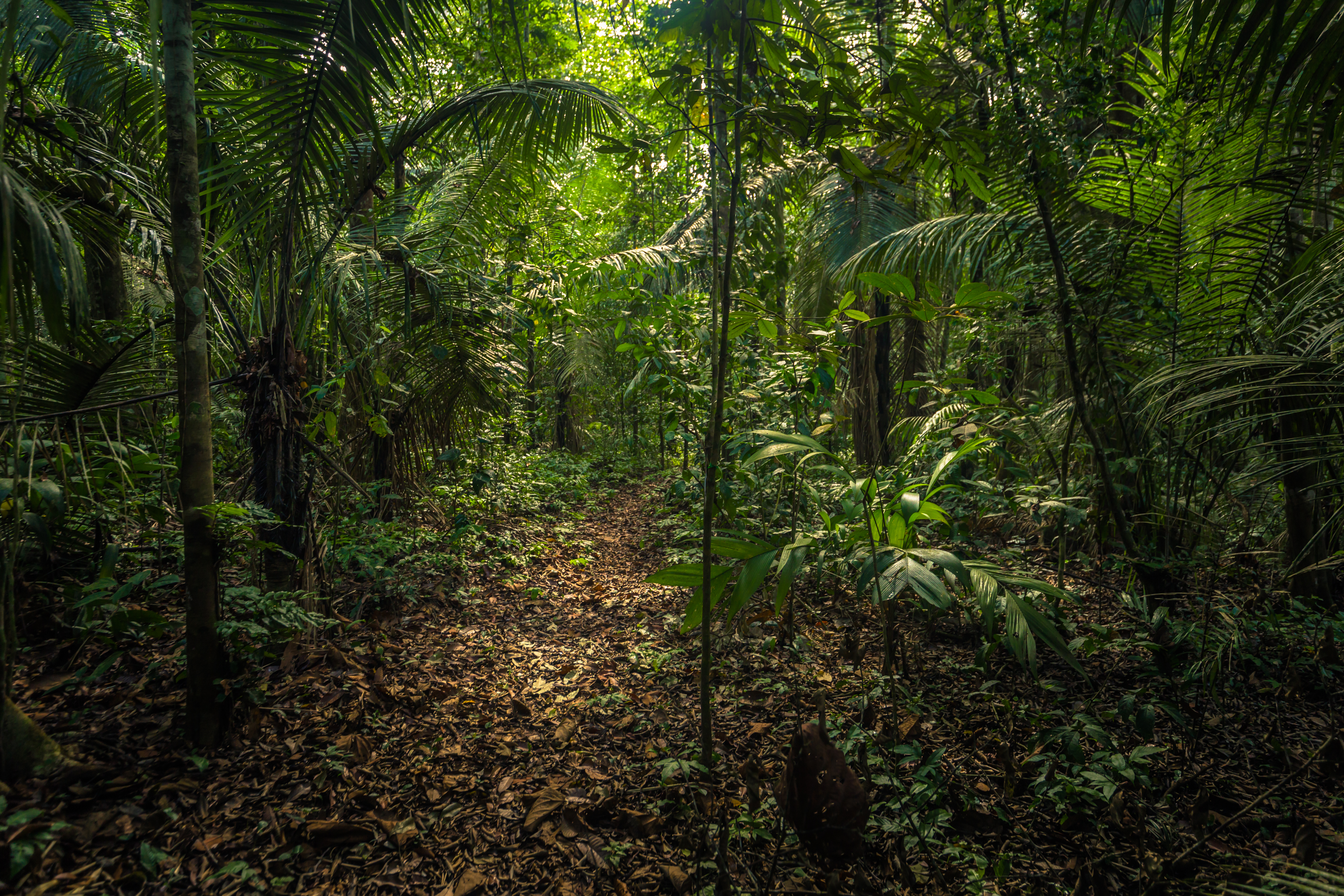 Dense vegetation in the Amazon rainforest in Peru. The ground is covered in leaves.