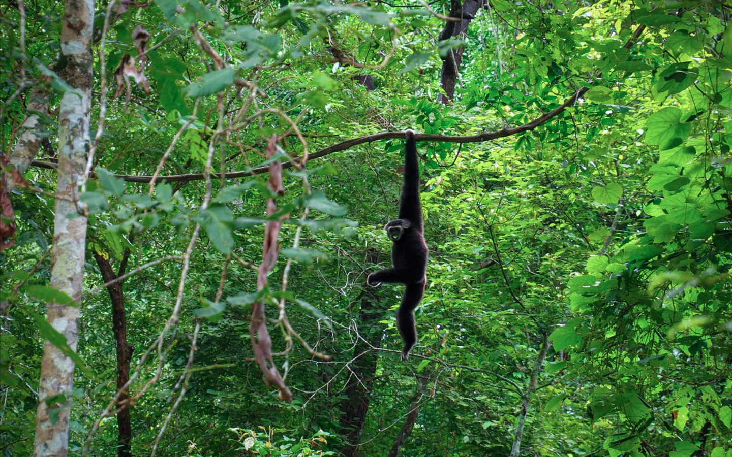 The Crowned Rhinoceros is an endangered species in Cambodia. Image by Joe Patchett. A crowned rhinoceros monkey hanging from a tree branch in the forest.