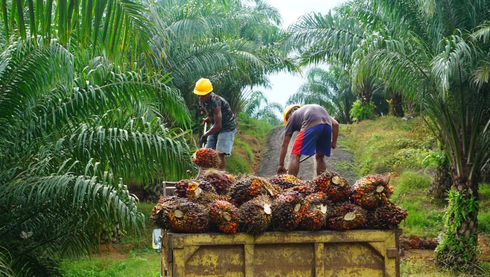 The Indigenous Batui People’s Quest to Restore the Bakiriang Forest ...