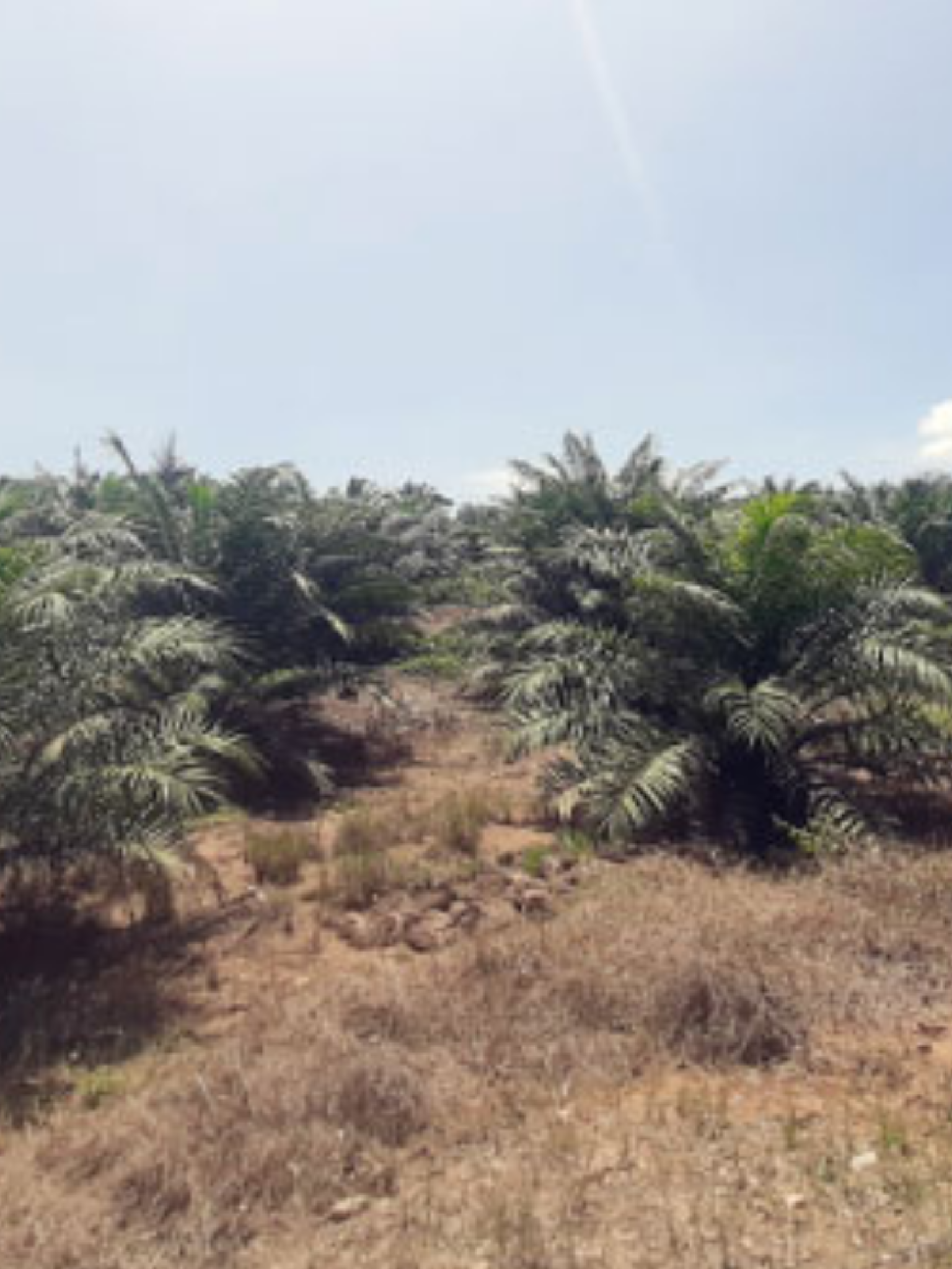 A series of oil palm trees are planted into the ground.