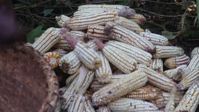 Mais020-768x432.jpg A stack of ears of corn