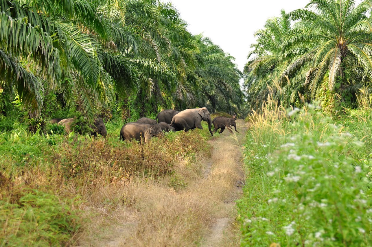 Sumatran Elephant Habitat